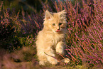 junge Maine Coon