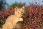 junge Maine Coon