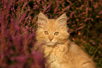 junge Maine Coon