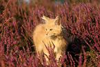 junge Maine Coon