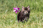 Maine Coon Ktzchen