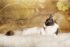 liegende Maine Coon