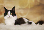 liegende Maine Coon