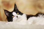 liegende Maine Coon