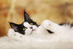 liegende Maine Coon