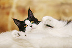 liegende Maine Coon