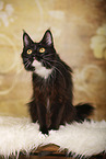 sitzende Maine Coon