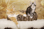 Maine Coons