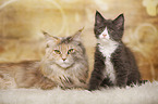 Maine Coons