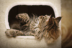 liegende Maine Coon