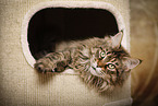 liegende Maine Coon