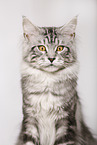 Maine Coon Portrait