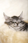 schlafendes Maine Coon Ktzchen