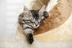 schlafendes Maine Coon Ktzchen