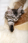 schlafendes Maine Coon Ktzchen