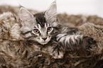 Maine Coon Ktzchen