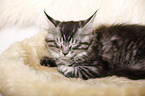 schlafendes Maine Coon Ktzchen