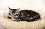 schlafendes Maine Coon Ktzchen