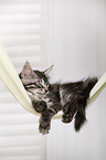 schlafendes Maine Coon Ktzchen