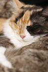 schlafende Maine Coon