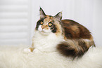 liegende Maine Coon