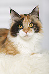 liegende Maine Coon