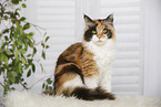 sitzende Maine Coon