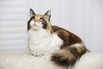 liegende Maine Coon