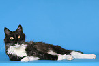 liegende Maine Coon