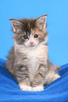 sitzendes Maine Coon Ktzchen