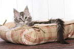 liegendes Maine Coon Ktzchen