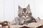 liegendes Maine Coon Ktzchen