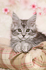 liegendes Maine Coon Ktzchen