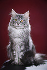 Maine Coon Kater