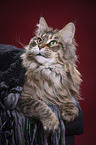 liegende Maine Coon