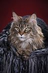 liegende Maine Coon