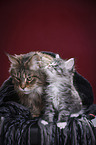 Maine Coon Kater