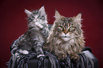 Maine Coon Kater