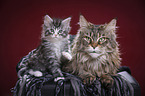 Maine Coon Kater