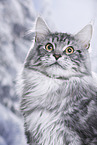 Maine Coon Kater