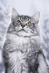 Maine Coon Kater