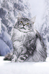 Maine Coon Kater