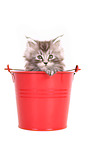 Maine Coon Ktzchen