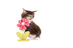 Maine Coon Ktzchen