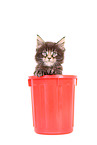 Maine Coon Ktzchen