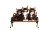 Maine Coon Ktzchen