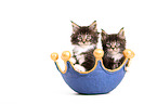 Maine Coon Ktzchen