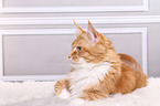 liegende Maine Coon