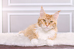 liegende Maine Coon