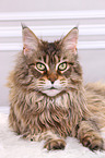 liegende Maine Coon